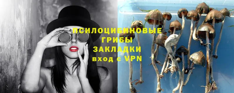 Галлюциногенные грибы Cubensis  МЕГА как войти  Рошаль 